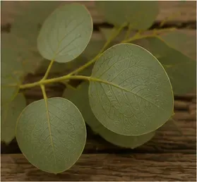 Bloemstuk, eucalyptus