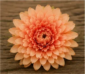 Bloemstuk, dahlia