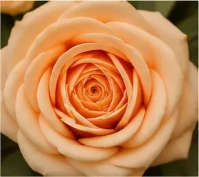 Bloemstuk, roos van dichtbij