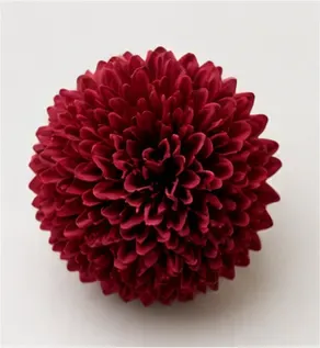 Bolchrysant, objectfoto