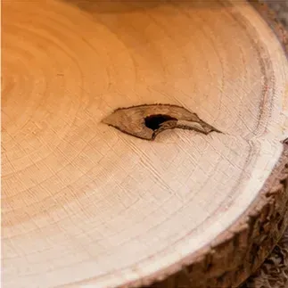 Boomstam onderzetter, een kwast in het hout