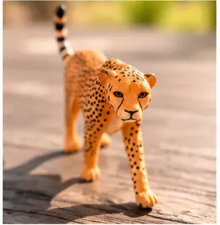 Cheetah, van dichtbij