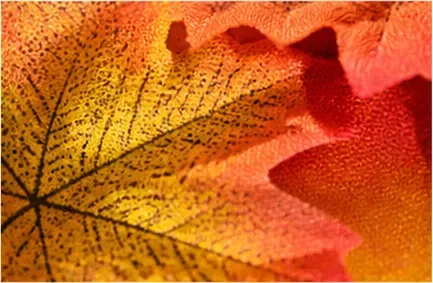 Herfstbladeren (set van 30), van dichtbij