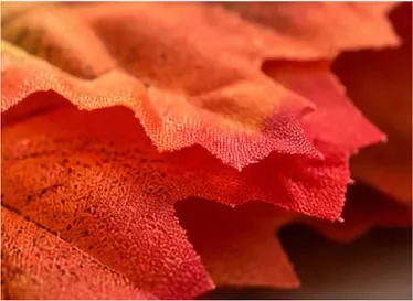 Herfstbladeren (set van 30), detail