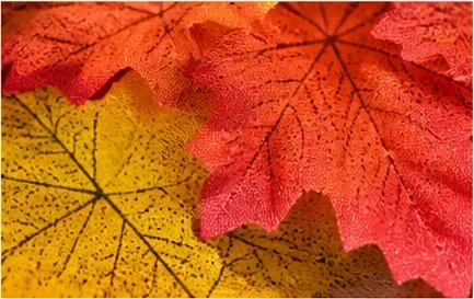 Herfstbladeren (set van 30), structuur
