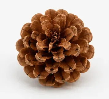 Dennenappels (mandje van 36), bovenkant