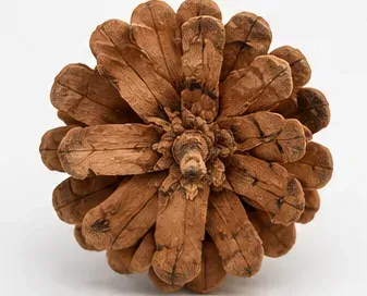 Dennenappels (mandje van 36), onderkant