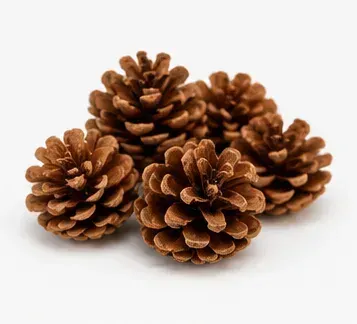Dennenappels (mandje van 36), objectfoto