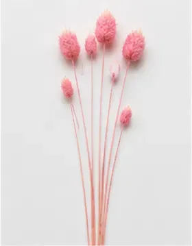Droogtak, roze, objectfoto
