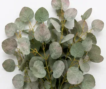 Eucalyptus, Silver Dollar, bovenkant