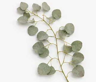 Eucalyptus, Silver Dollar, onderkant