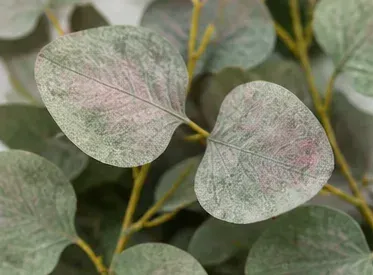 Eucalyptus, Silver Dollar, oppervlak