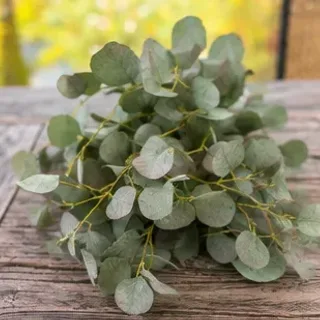 Eucalyptus, Silver Dollar