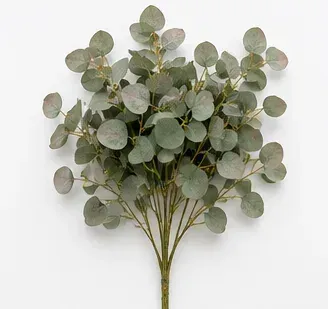Eucalyptus, Silver Dollar, objectfoto