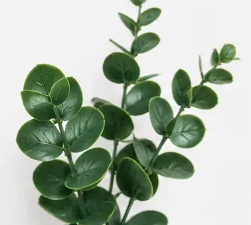 Ficus, Green Island, bovenkant