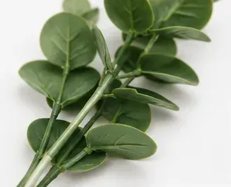 Ficus, Green Island, onderkant