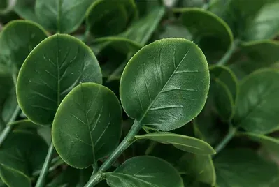 Ficus, Green Island, oppervlak