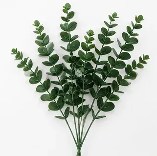 Ficus, Green Island, objectfoto