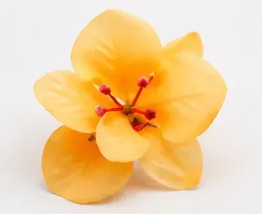 Gele orchidee, bovenkant