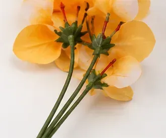 Gele orchidee, onderkant