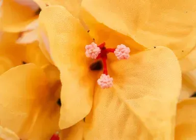 Gele orchidee, oppervlak