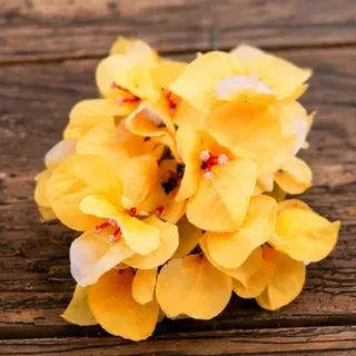 Gele orchidee