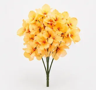 Gele orchidee, objectfoto