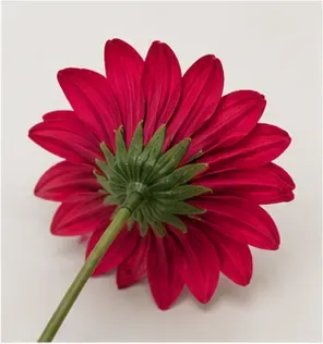 Gerbera, magenta, van dichtbij