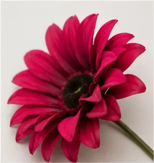 Gerbera, magenta, detail
