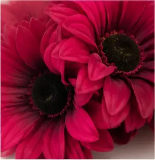 Gerbera, magenta, structuur