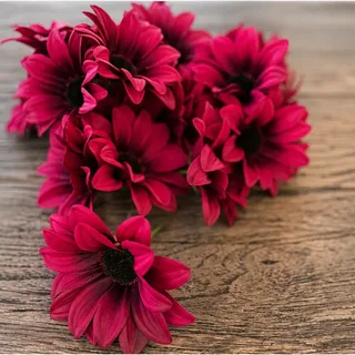 Gerbera, magenta