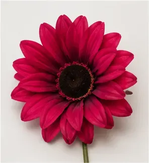 Gerbera, magenta, objectfoto