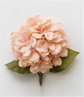 Hortensia, perzik, van dichtbij