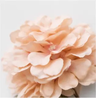 Hortensia, perzik, structuur