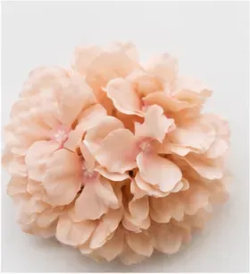 Hortensia, perzik, objectfoto