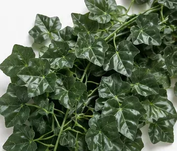 Klimop, Hedera Helix Shamrock, bovenkant