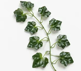 Klimop, Hedera Helix Shamrock, onderkant