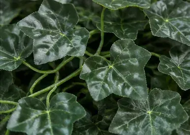 Klimop, Hedera Helix Shamrock, oppervlak