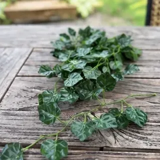Klimop, Hedera Helix Shamrock