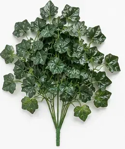 Klimop, Hedera Helix Shamrock, objectfoto