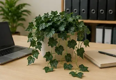 Klimop, Hedera Helix Shamrock in gebruik, bedrijfsevenement