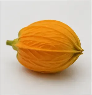 Oranje knoppen (set van 12), van dichtbij