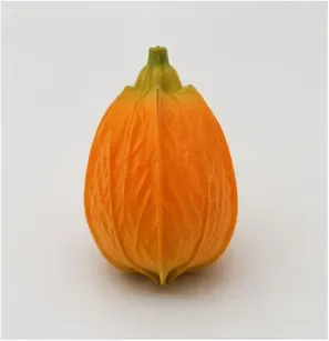 Oranje knoppen (set van 12), objectfoto