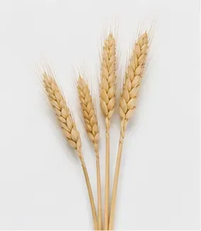 Koren (set van 3), objectfoto