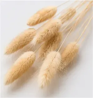 Lagurus, crème (set van 18), van dichtbij