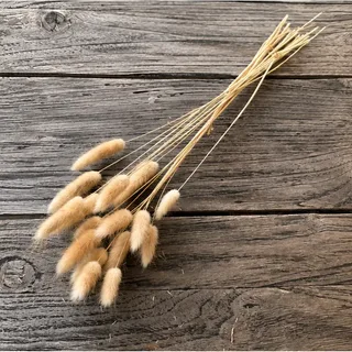 Lagurus, crème (set van 18)