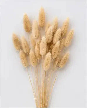 Lagurus, crème (set van 18), objectfoto