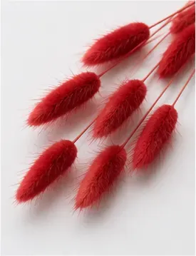 Lagurus, rood of wit, detail