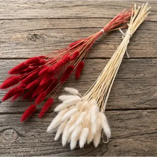 Lagurus, rood of wit