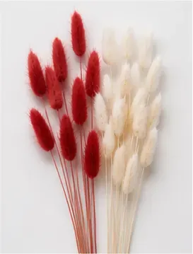 Lagurus, rood of wit, objectfoto